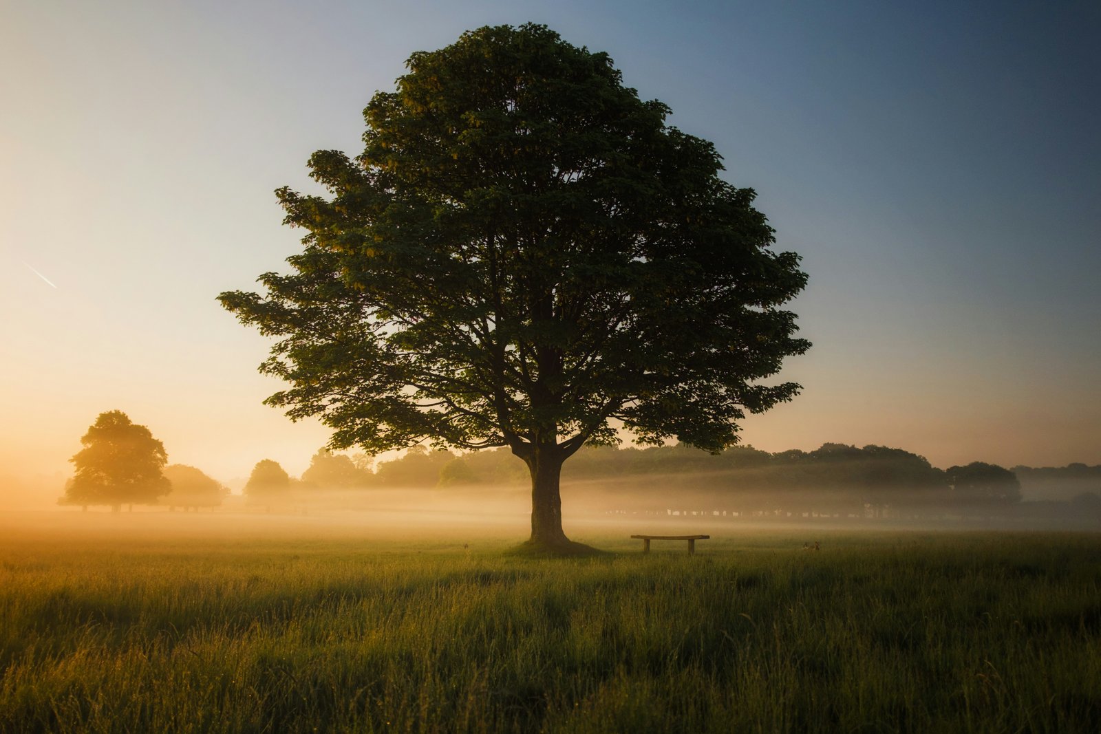 A single tree surrounded by fog